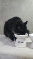 Comedouro Gato Cerâmica Luxo Bebedouro Cerâmica Esmaltado PET Elevado antiformiga prático higiênico