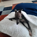 Caminha Pet Com Saquinho de Dormir Canguru Tamanhos P ao GG Cães e Gatos